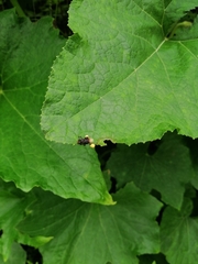 Tetragonilla collina