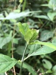 Yeatesia viridiflora