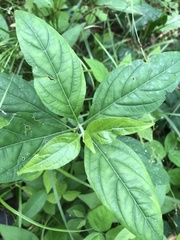 Yeatesia viridiflora