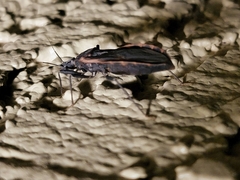 Triatoma rubida