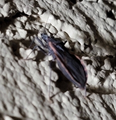 Triatoma rubida