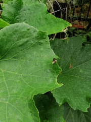 Tetragonilla collina