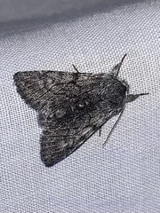 Pleromelloida conserta