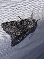 Pleromelloida conserta