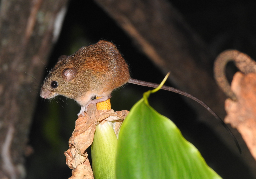 fulvous pygmy rice rat (Oligoryzomys fulvescens)