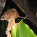 Pygmy Rice Rats - Photo (c) Josiah Townsend, some rights reserved (CC BY-NC-ND), uploaded by Josiah Townsend