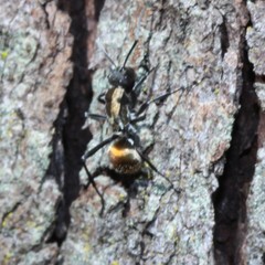 Polyrhachis ammon