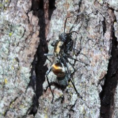 Polyrhachis ammon