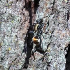 Polyrhachis ammon