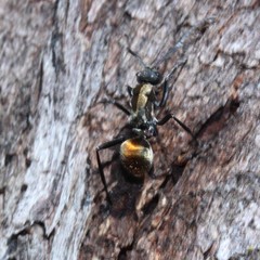 Polyrhachis ammon