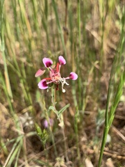 Clarkia springvillensis