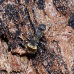 Polyrhachis aurea