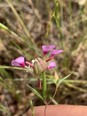 Clarkia springvillensis