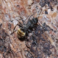 Polyrhachis aurea
