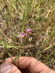 Clarkia springvillensis