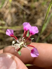 Clarkia springvillensis