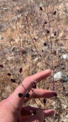 Streptanthus glandulosus niger