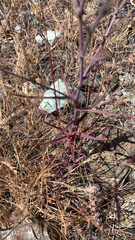 Streptanthus glandulosus niger