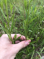 Lythrum alatum lanceolatum