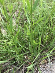 Lythrum alatum lanceolatum