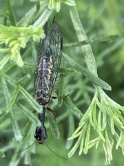Raphidiinae