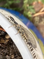 Raphidiinae