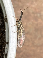 Raphidiinae