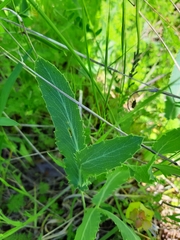 Eryngium planum