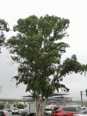Salix humboldtiana