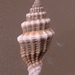 Costellariidae - Photo JoJan，沒有已知版權限制（公共領域）