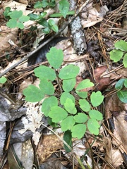 Thalictrum thalictroides