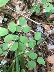 Thalictrum thalictroides