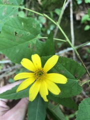 Heliopsis gracilis