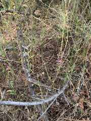 Clarkia springvillensis