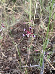 Clarkia springvillensis