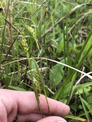 Carex microdonta