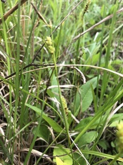 Carex microdonta