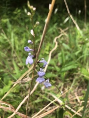 Lobelia appendiculata