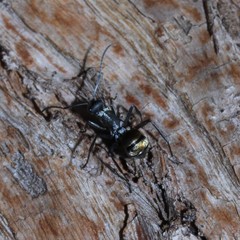 Polyrhachis ammon