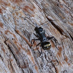 Polyrhachis ammon