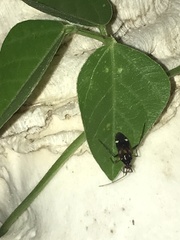 Eustictus