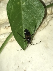 Eustictus