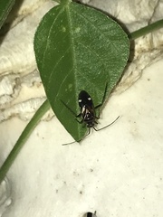 Eustictus