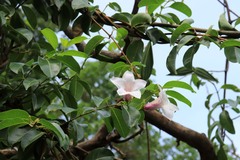 Cryptostegia madagascariensis