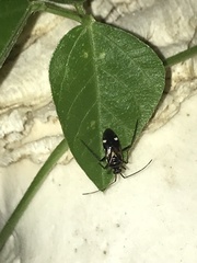 Eustictus