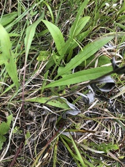 Solidago rigida glabrata