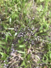 Solidago rigida glabrata