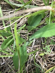Symphyotrichum laeve concinnum