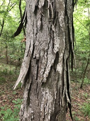 Carya carolinae-septentrionalis