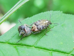 Megabruchidius dorsalis